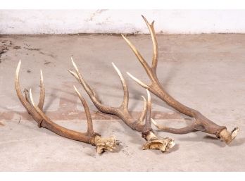 Three Natural Deer Shed Antlers