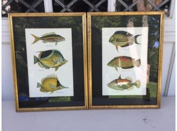 Pair Of Fish Prints