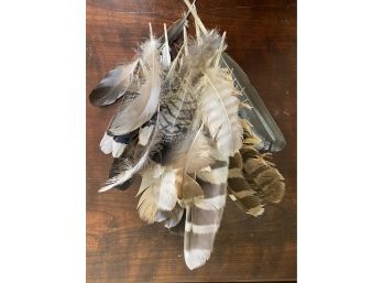 Gorgeous Collection Of Natural Bird Feathers