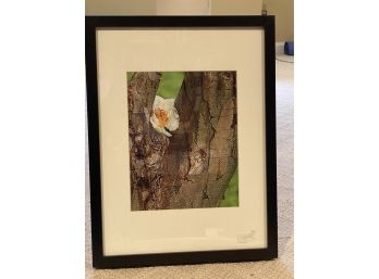 A Single Bloom, Photographed On A Tree Fork, Black Frame/Cream Mat