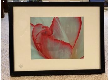 Magnified Flower Petal, Black Frame/Cream Mat