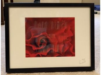 Magnified Rose Blooms, Original Photograph, Black Frame/Cream Mat