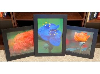 Trio Of Beautiful Blooms, Original Photographs