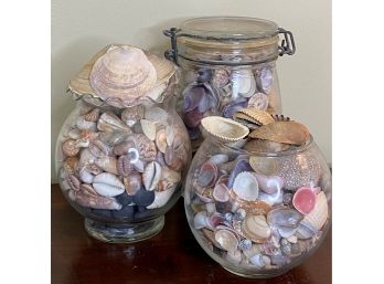 Beautiful Collection Of Natural Seashells