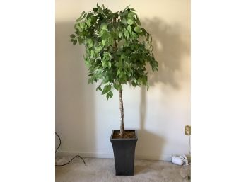 Faux Ficus Plant (Always Green!)