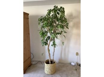 Faux Ficus Plant (Always Green!)