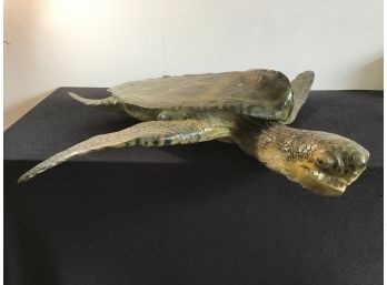 Signed Green Flat Shelled Turtle Model