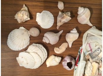 Large Collection Of Seashells