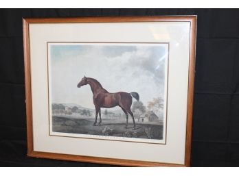 Large George Stubbs Sweet William Horse Print In Frame Very Handsome