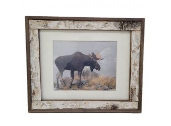 Framed Photo Of A Moose