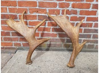 Genuine Matched Pair Of Moose Antlers