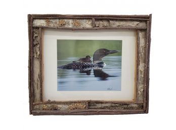 Framed Photo Of A Common Loon
