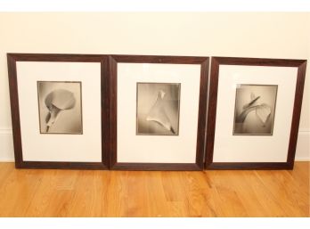 Three Beautiful Botanical Art Pieces