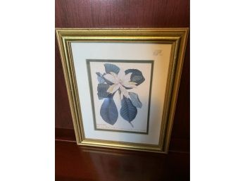 Beautiful Magnolia Print