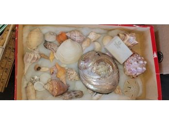 Vintage Seashell Collection