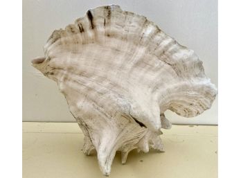 Very Nice Large Conk Shell