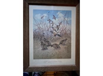 Bird Print In Frame