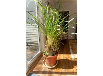 Tall Lemon Grass Plant In Terracotta Style Planter Pot