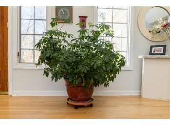 Large Glazed Ceramic Pot W Live Schefflera Plant