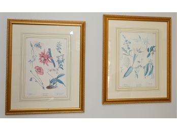 Vintage Framed Botanical Prints - A Pair