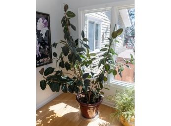 XL House Plant With Maroon Ceramic Planter Pot