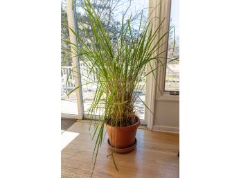 Tall Lemon Grass Plant In Terracotta Style Planter Pot