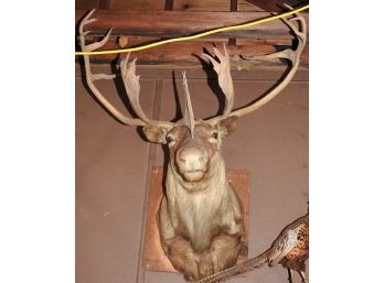 Adult Sized Shoulder To Head Caribou Taxidermy Mount 4