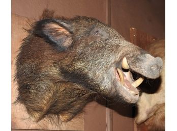 Wall Mount Adult Sized Wild Boar Taxidermy