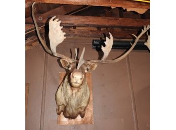 Huge 4 Feet Antler Span Caribou Shoulder To Head Taxidermy Wall Mount