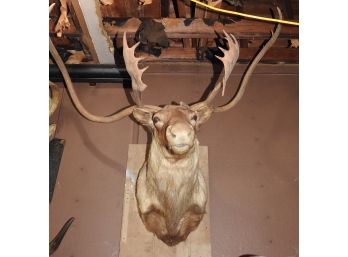 Large Shoulder To Head Caribou Taxidermy Mount 3