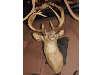 10 Point Adult Deer Head Taxidermy Wall Mount