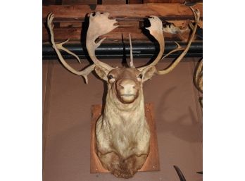 Big Shoulder To Head Caribou 2 Taxidermy Wall Mount