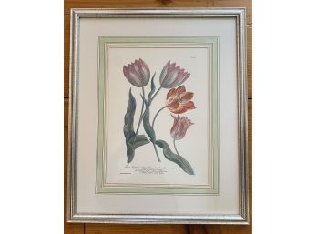 Framed Botanical Print