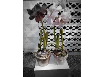 Two Ceramic Planter Pots With Faux Amaryllis Flowers 32' High