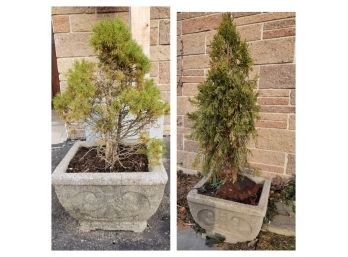 Pair Of Vintage Concrete Outdoor Planters & Live Trees!