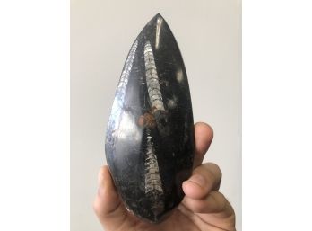 Fossilized Spear Head