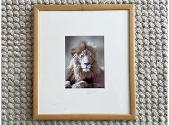 A Signed Original Photograph Of A Lion