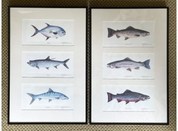 Framed Fish Lithographs