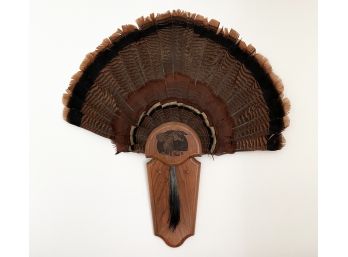 Mounted Feathers On Oak Mount