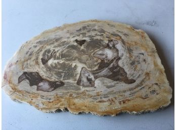 6LB.2oz ,Petrified Wood