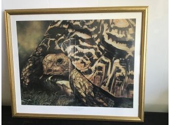 Geochelone Pardalis Turtle Signed Print