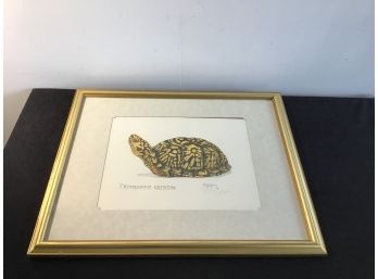 Terrapene Carolina Signed Turtle Print