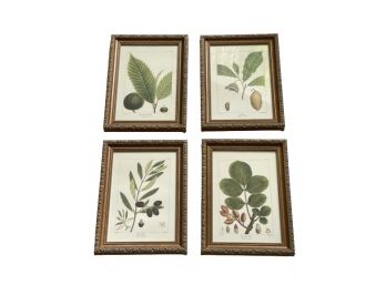 Bombay Company Botanical Prints - Set Of 4