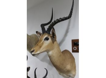 Very Nice East African Impala Tanzania Taxidermy Mount