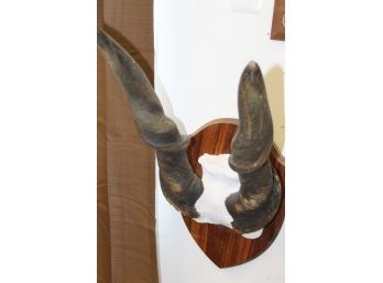 East African Greater Kudu Tanzania Horns