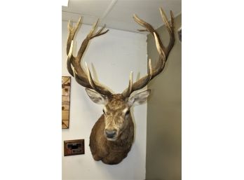 Stunning And Large Red Deer New Zealand Taxidermy Mount