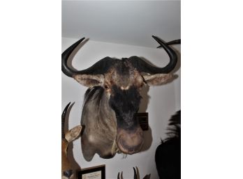 Mammoth Sized White Bearded Wildebeest Tanzania Taxidermy Mount