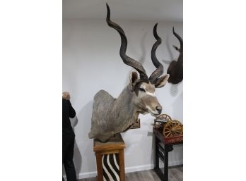 Amazing Southern Greater Kudu New Zealand On Zebra Floor Pedestal