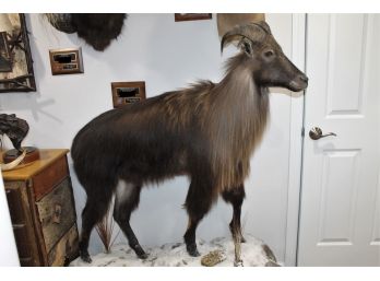 Wow Museum Quality Full Body Himalayan Tahr New Zealand Taxidermy Mount