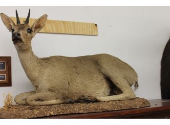 Full Body Southern Bush Duiker South Africa Taxidermy